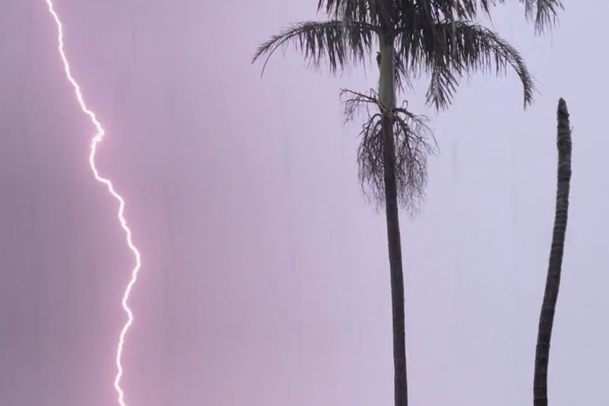 Lightning appears on the horizon behind a palm tree
