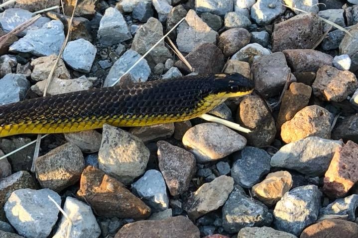 A black and yellow common tree snake on grey rocks.