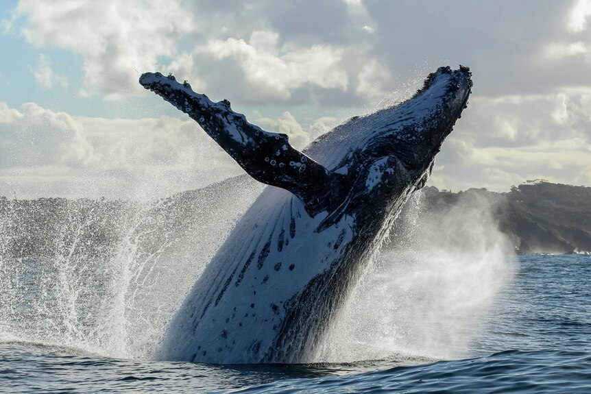 A humpback whale breaches