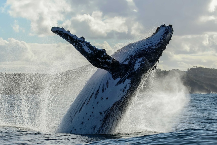 Whale census