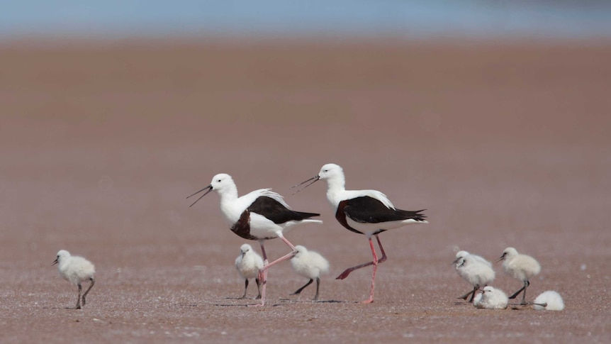 A mother and father banded stilt guide their six chicks across a desert lake salt pan.