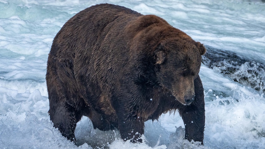 A large brown bear stands in rushing water, with its head pointed downwards.