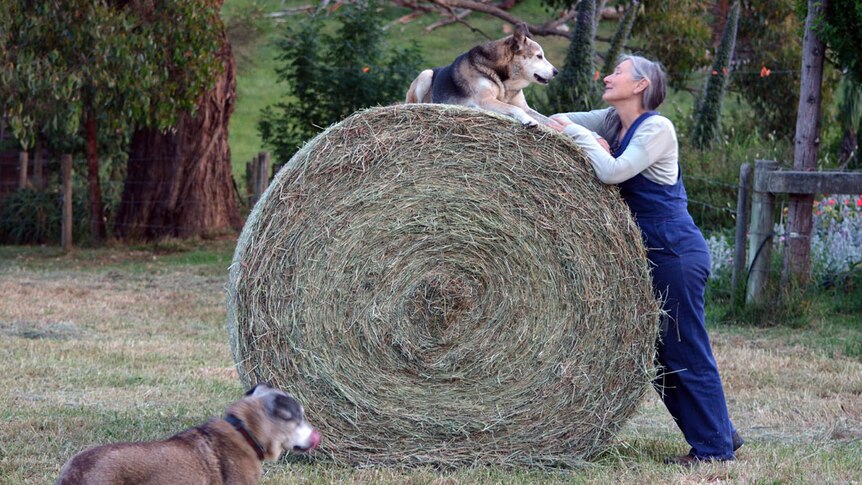 A farmer and her helpers complete their harvest in Dumbalk, Victoria.