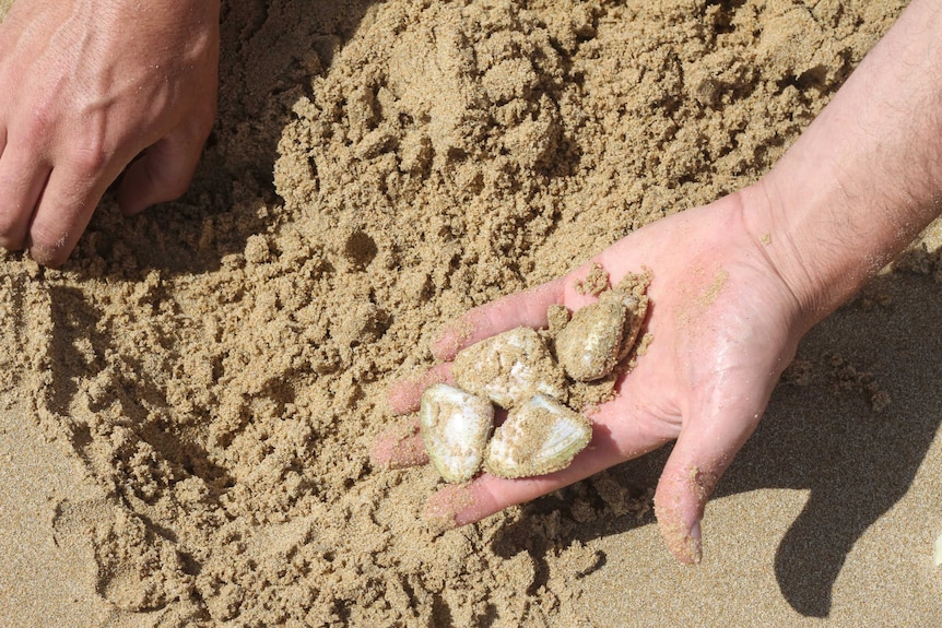 Pipis harvested from the beach at Venus Bay.