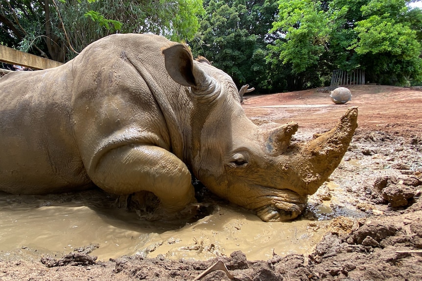 Rhino wallows in a puddle 