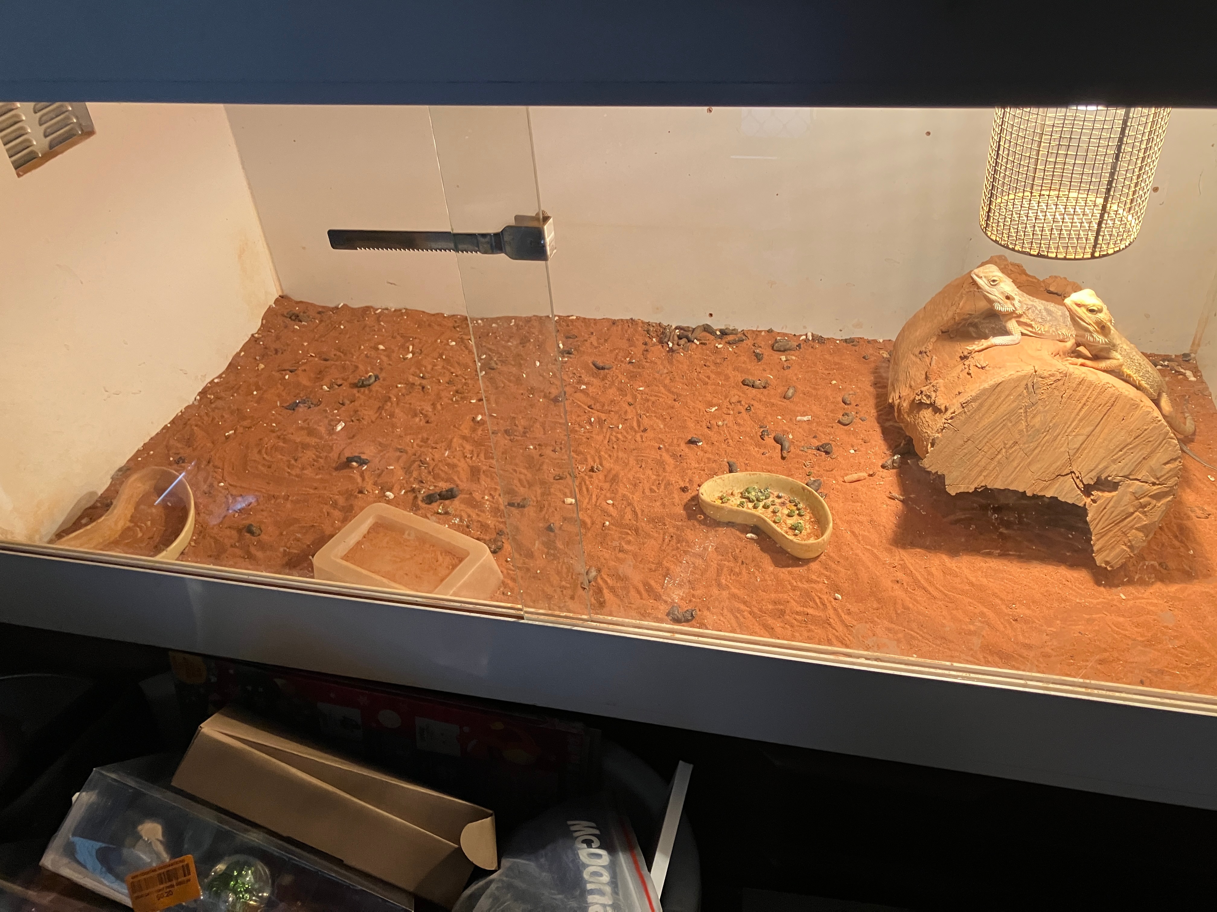 Two lizards in a enclosure with brown soil