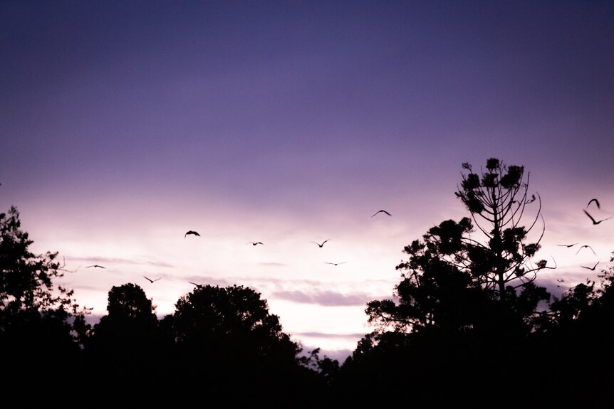 bats flying over an evening sky