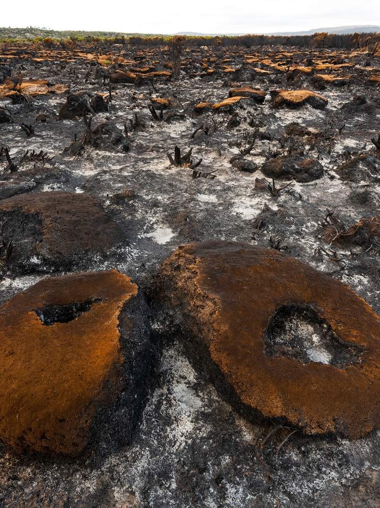 Burnt cushion plants west of Liawenee