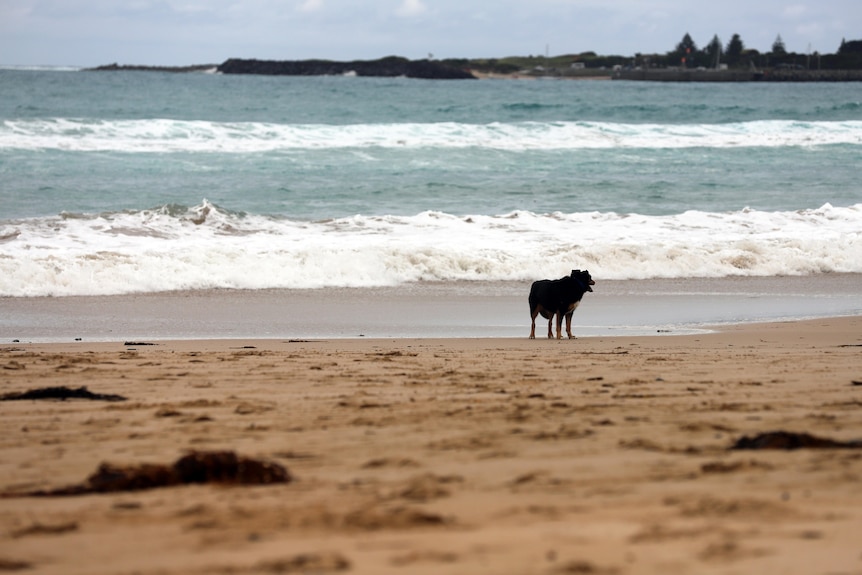 Dog stands on a deserted beach with waves and sea and small coastal inlet on horizon