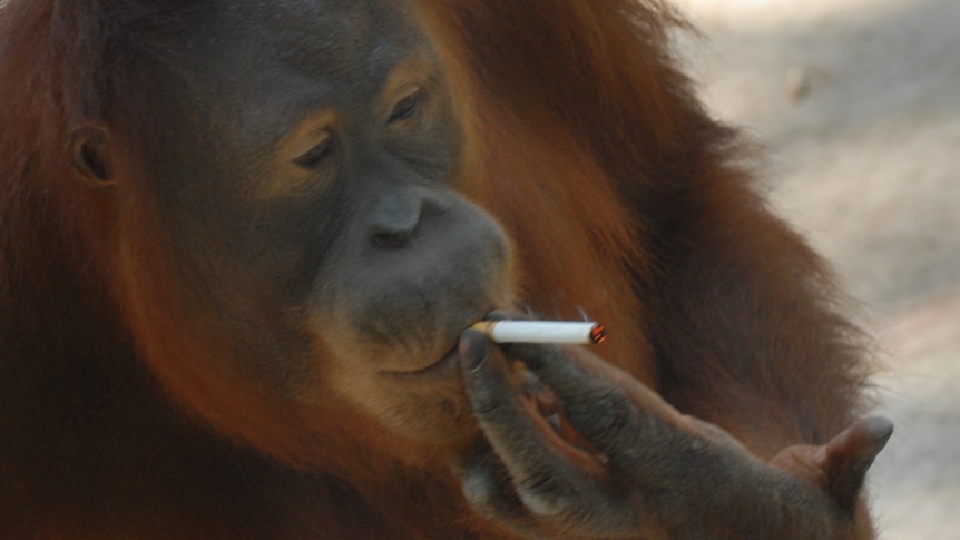 Indonesian orangutan Tori smokes a cigarette