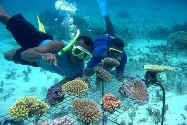 Two snorkelers float next to a tray with coral cookies on it.