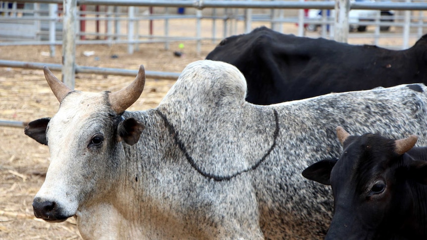 A grey cow with horns and hump