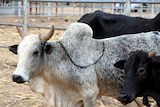 A grey cow with horns and hump