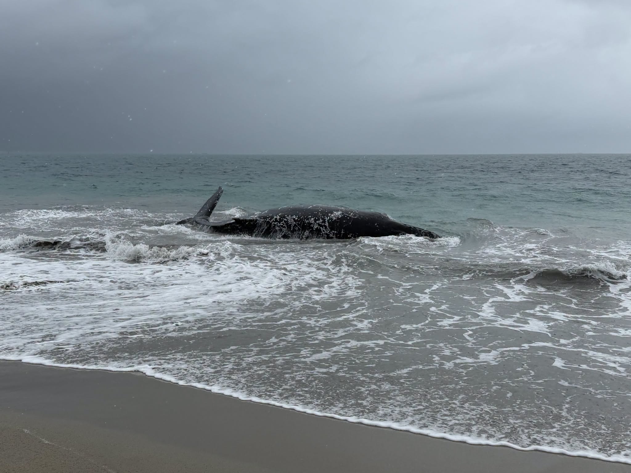 Breaking: Humpback whale beached at Port Kennedy in Perth's south