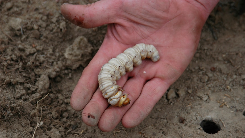 Council issues warning after digging for bardi grubs damages bushland - ABC  News