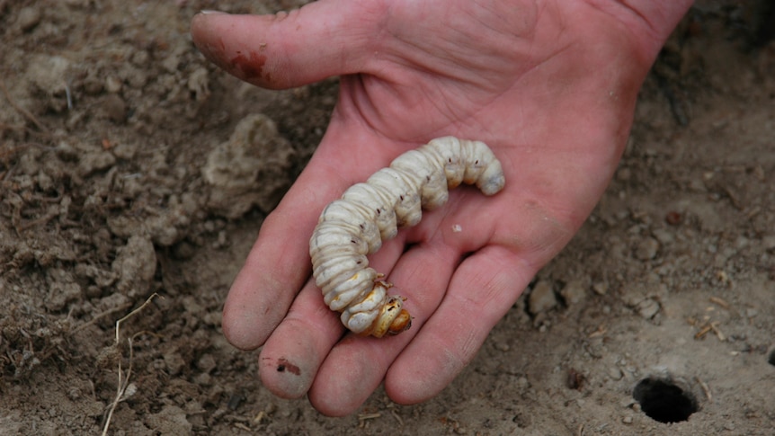 Bardi grub in a hand