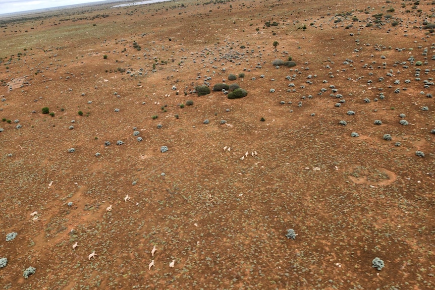 An aerial view of sheep on a remote pastoral station.   