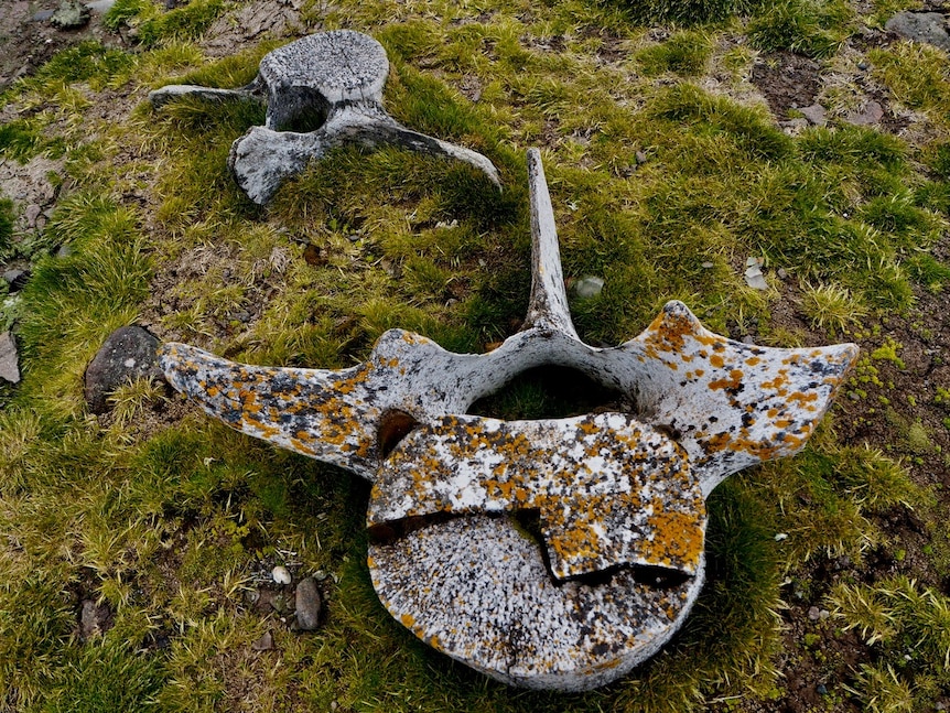 A collection of whale bones covered in moss and lichen