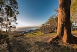 A view from the Korora lookout towards the ocean.