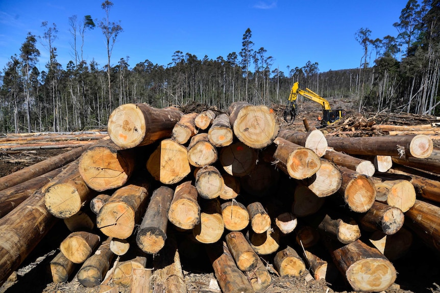 Native regrowth forest being harvested in southern Tasmania