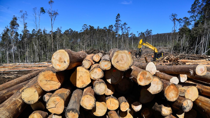 Native regrowth forest being harvested in southern Tasmania