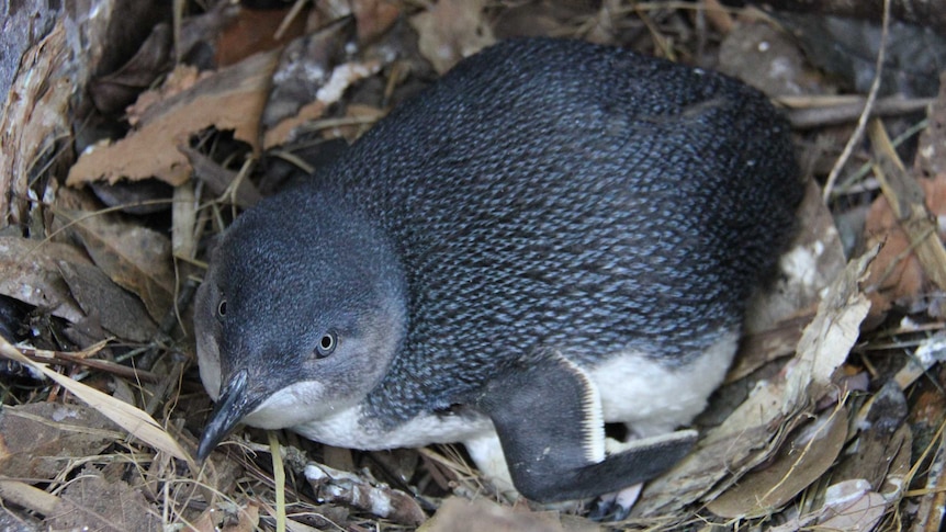 Little penguin in Manly during breeding season