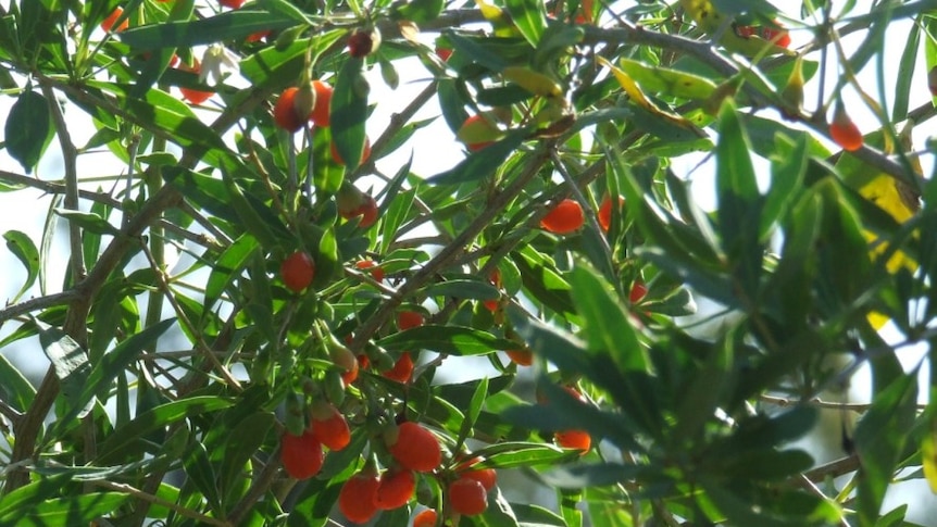 Goji berries are becoming a popular 'superfood' among Australian consumers