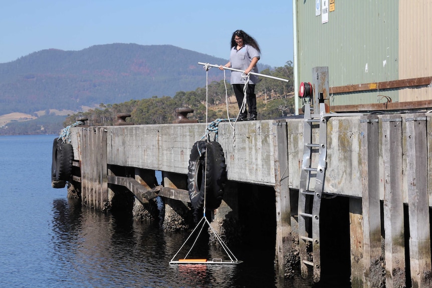 Dr Lisa-Ann Gershwin researching jellyfish