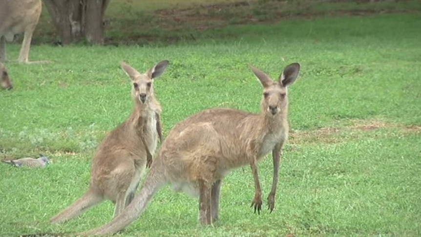 Kangaroo population explodes in western Queensland