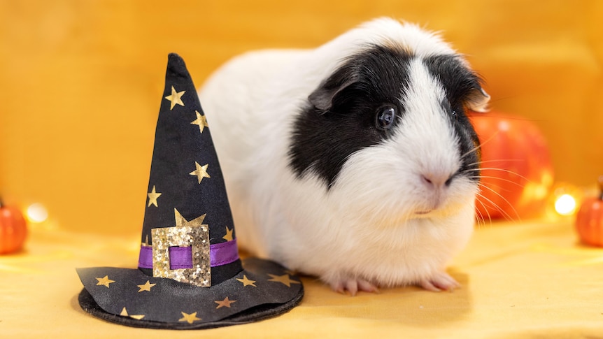 Lambie the black-and-white guinea pig in front of a Halloween backdrop with witches hat sitting next to them.