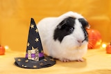 Lambie the black-and-white guinea pig in front of a Halloween backdrop with witches hat sitting next to them.