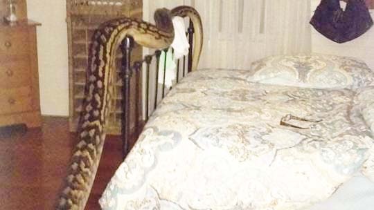 The carpet python was found at Ms Hibberd's north Queensland home at 4:30am Tuesday.