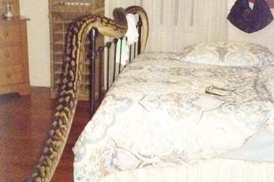 The carpet python was found at Ms Hibberd's north Queensland home at 4:30am Tuesday.