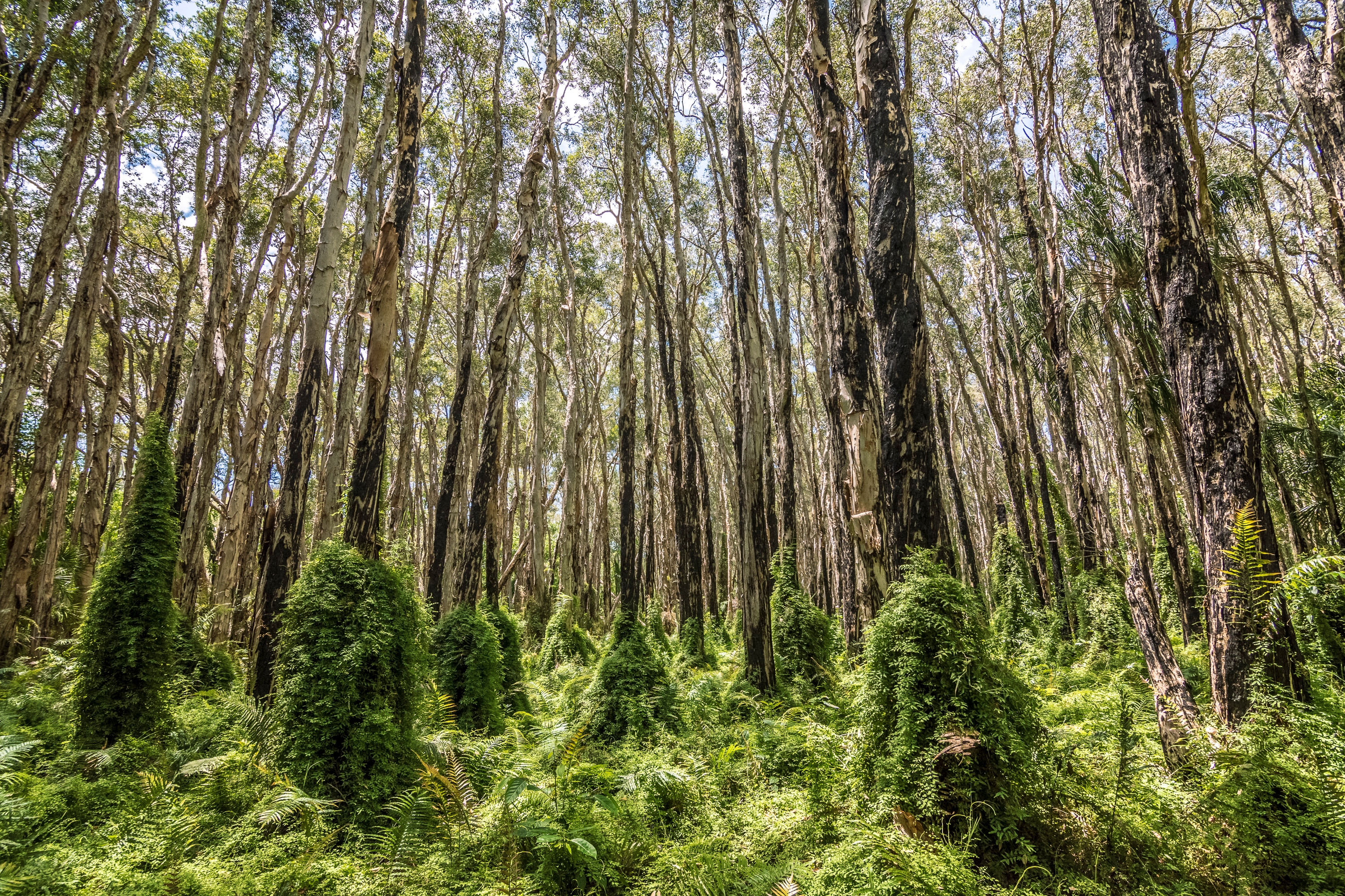 abc.net.au - Jasmine Hines - Beloved by Instagrammers, walk closed to preserve paperbark forest