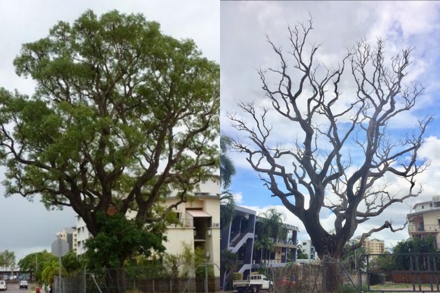 On the left, a photo of the milkwood tree in it's prime. On the right, a photo of the dead tree.