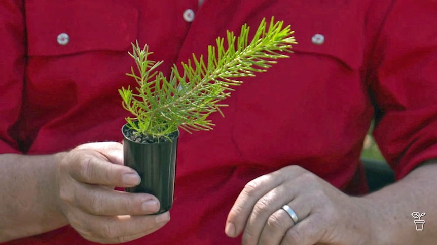 A person holding a plant in a small pot.