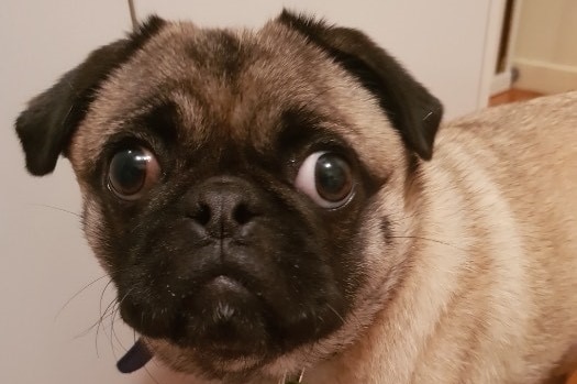 Adorable but concerned-looking pug staring into the camera.