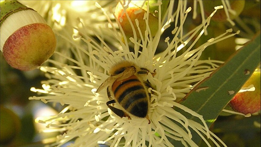 European honey bees at risk from asian honey bees' spread