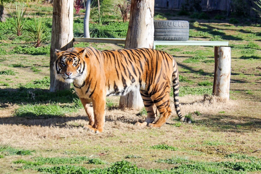 Sumatran tiger Baru
