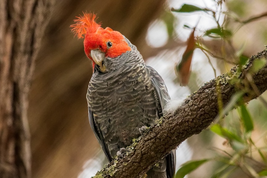 A gorgeous cockatoo sits on a branch, it has a red head with top knotch and its body is grey/black