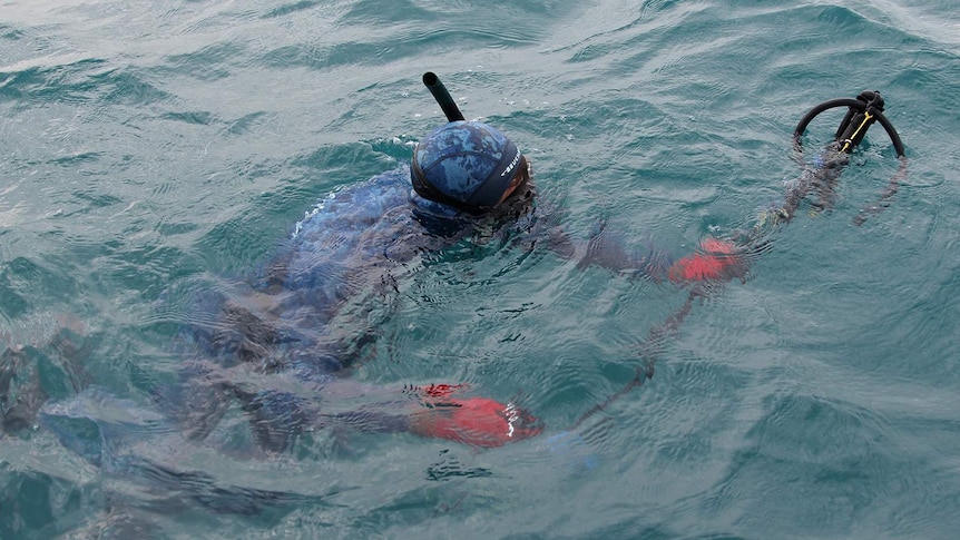 A photo of a free diver spear fishing just below the ocean's surface.