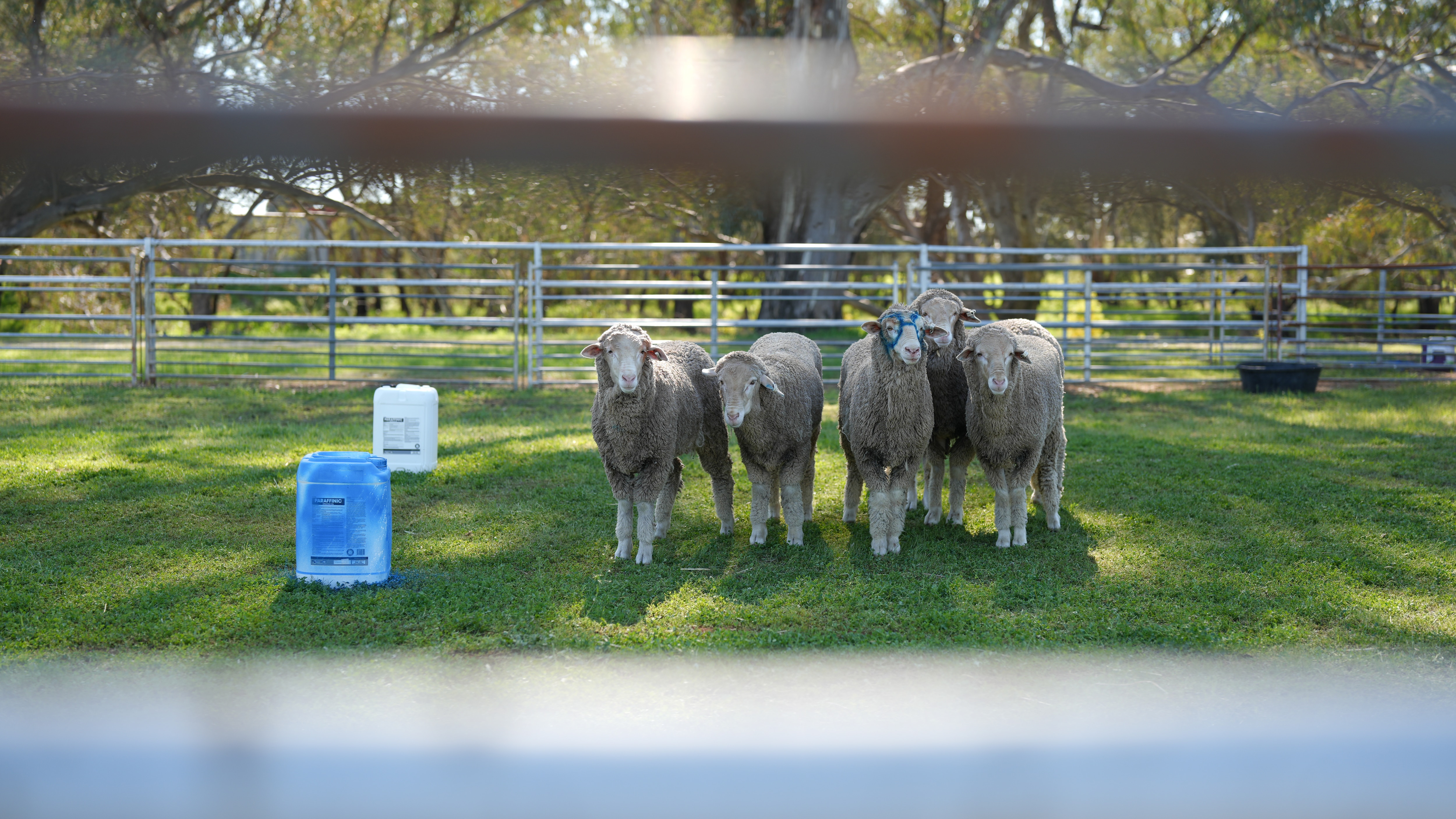 People with sheep and dogs.