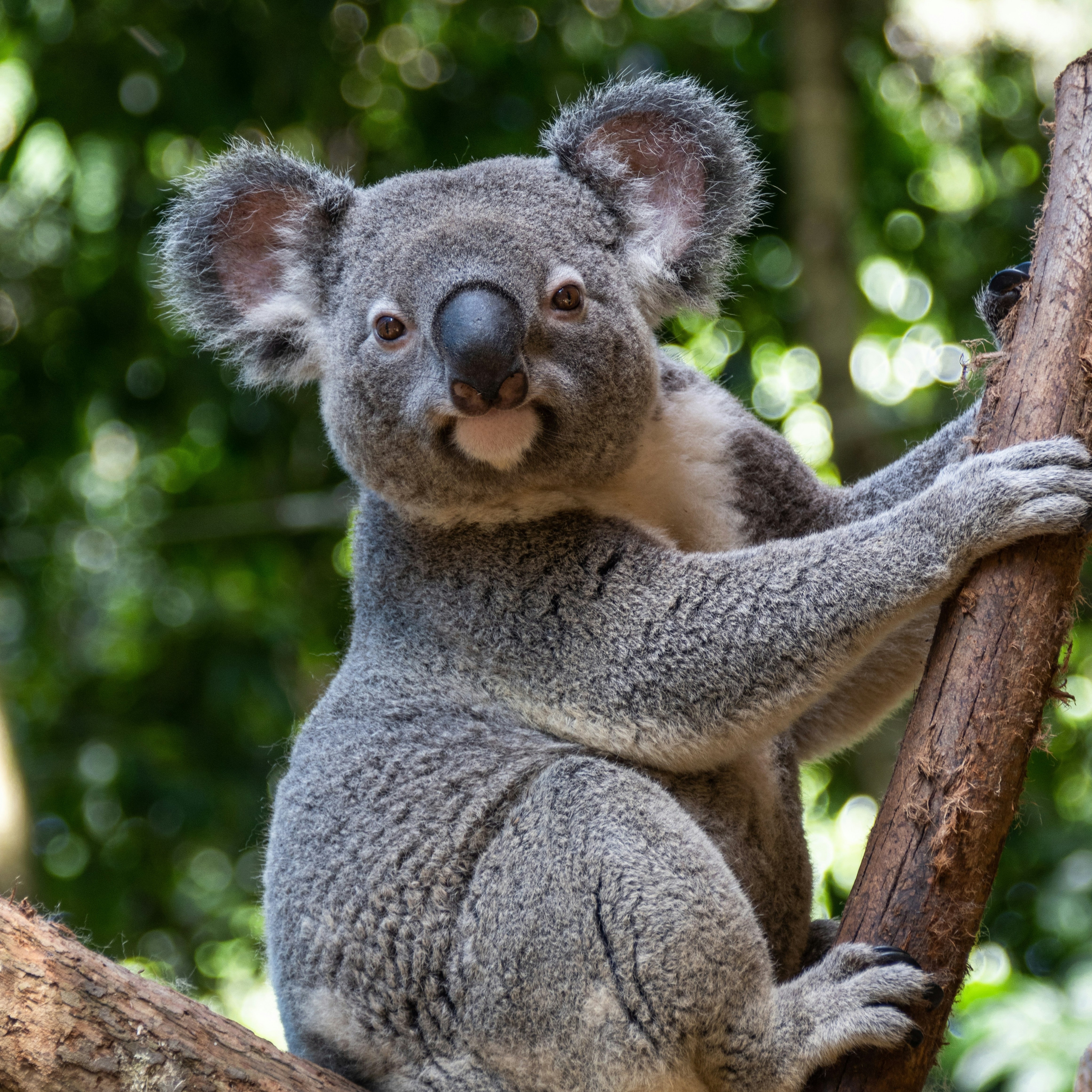 We exist thanks to viral DNA