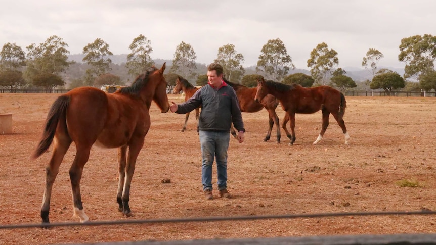 A man in a paddock surrounded by brown horses.