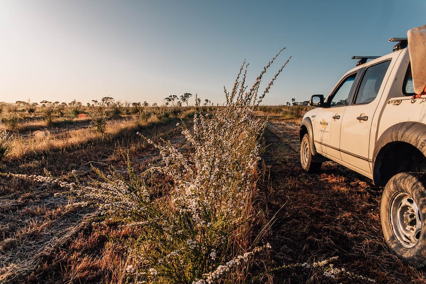 A white ute in a flat plane next to a bush.