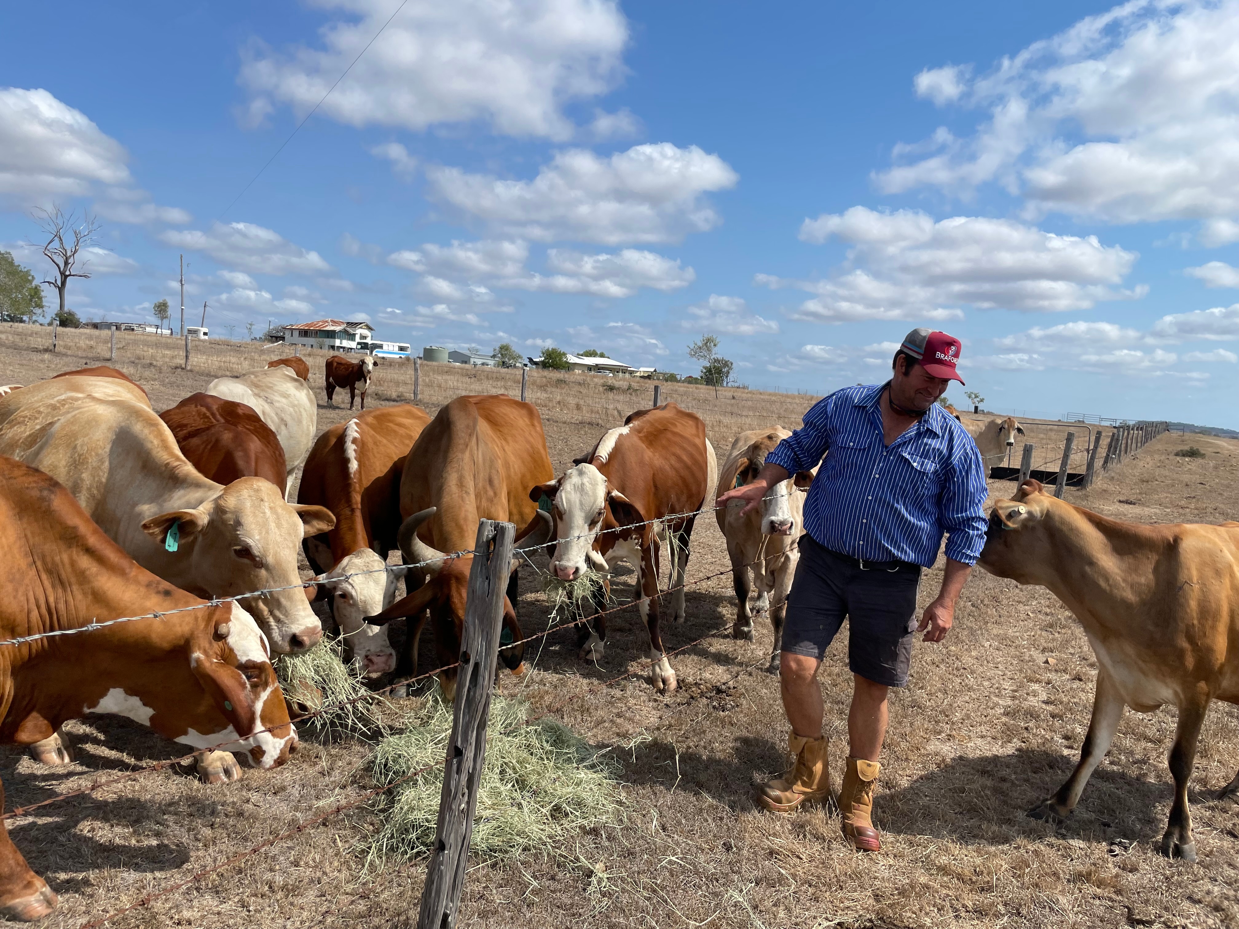 Man feeds hay to cattle. 