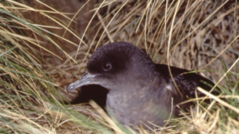 Mutton bird or short-tailed shearwater