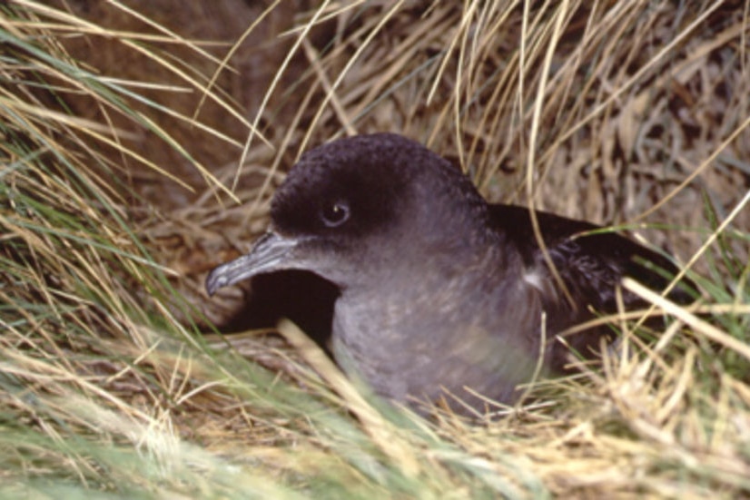A shearwater emerging from a nest.