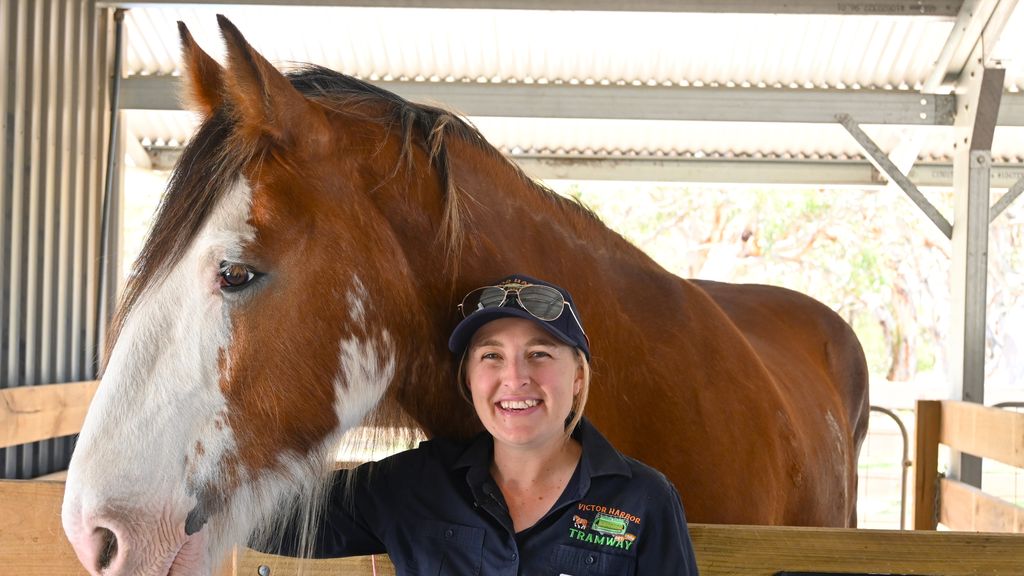 Beloved horse-drawn tram ready for summer in Victor Harbor after
