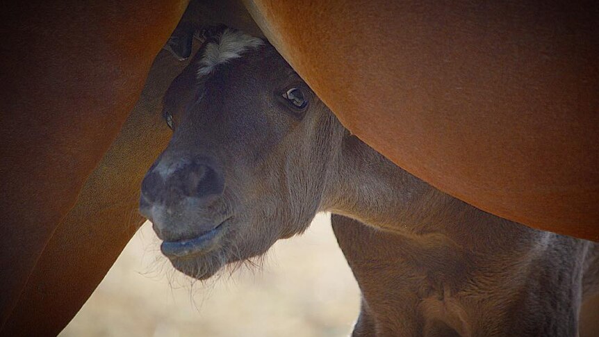 A foul peeks out from under its mother.